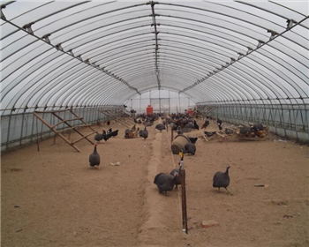 耕地上是否可建造四川養(yǎng)殖大棚？需要辦理什么手續(xù)？