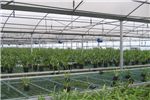 簡(jiǎn)陽(yáng)建川公司講解什么是四川溫室大棚