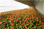 解答關(guān)于花卉大棚防凍的小妙計