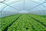 關(guān)于成都蔬菜大棚種植的七個技術(shù)，簡陽建川為大家剖析！