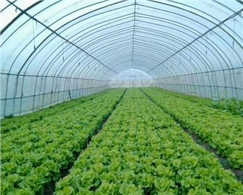 四川蔬菜大棚都有哪些種類，造價如何？