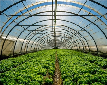 四川蔬菜大棚如何維護(hù)！保養(yǎng)方法有哪些