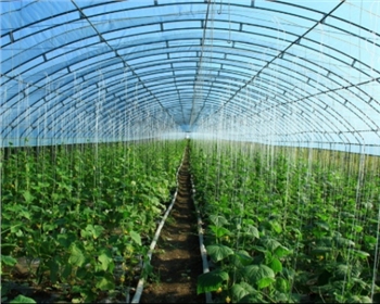 你還不知道的四川蔬菜大棚種植知識(shí)，這七點(diǎn)你必須知道！
